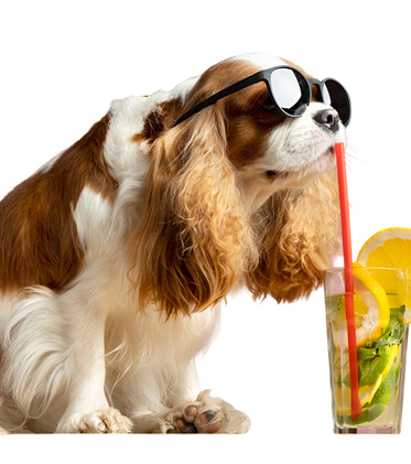 dog