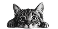 Hero Cat