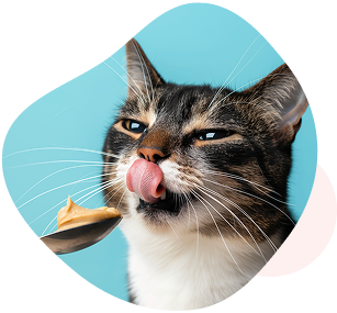 Hero Cat